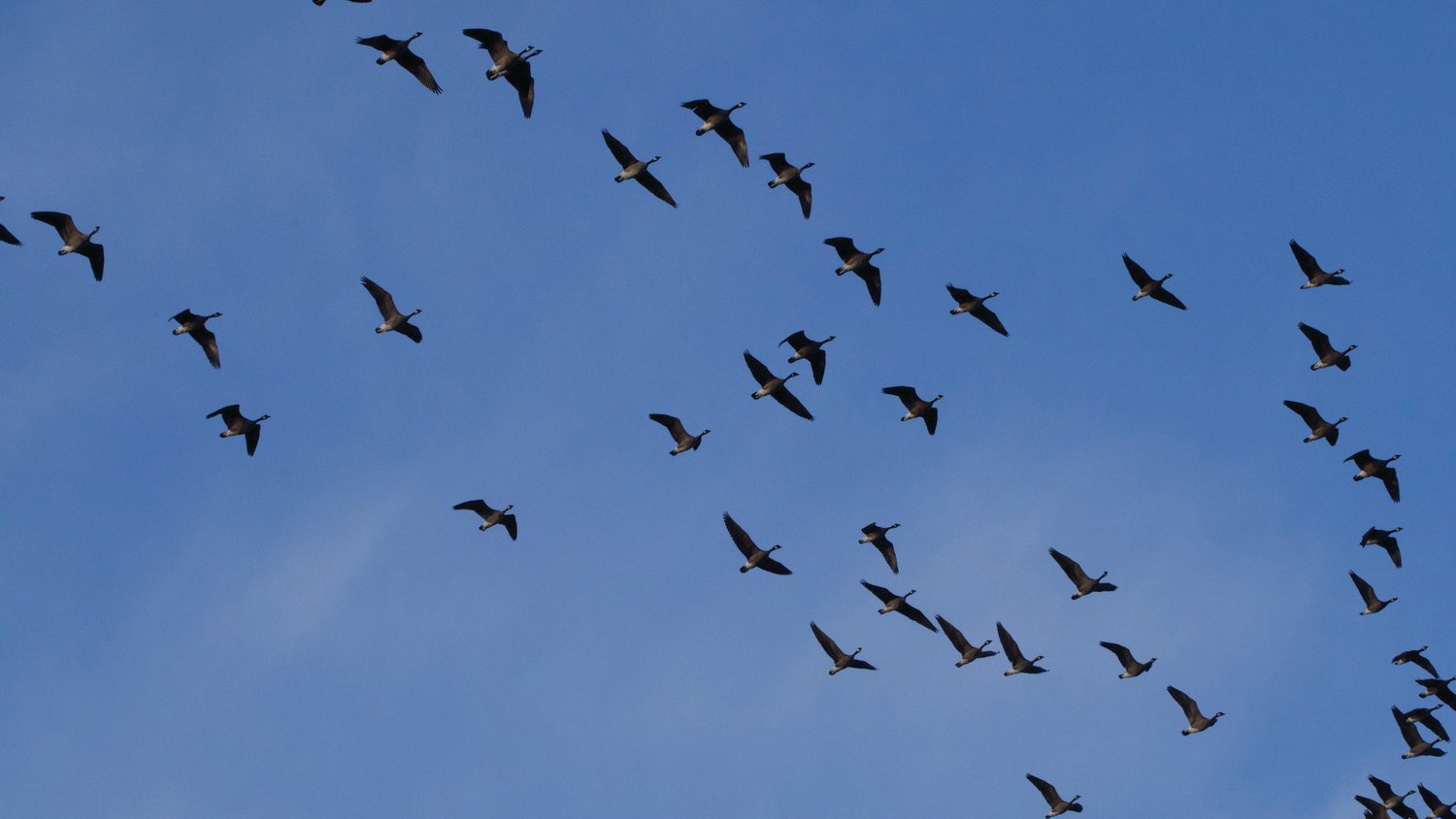 Honking helps this large flock of Canada Geese stay together.